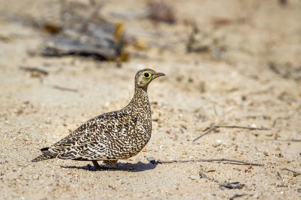 Dupla-sávos pusztaityúk Kruger Nemzeti park, Dél-afrikai Köztársaság — Stock Fotó