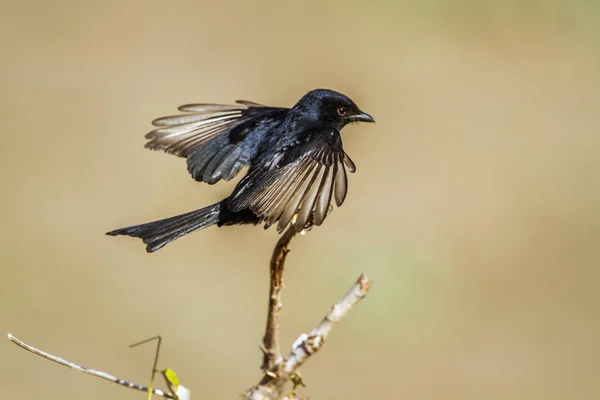 Drongo de cauda de garfo no Parque Nacional Kruger, África do Sul — Fotografia de Stock