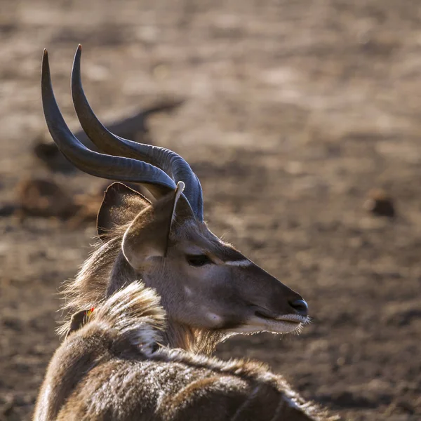 Maior kudu no parque nacional de Kruger, África do Sul — Fotografia de Stock