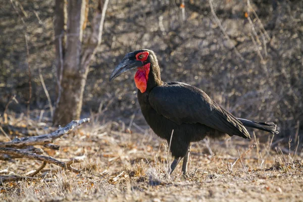 Südlicher Erdhornvogel im Kruger Nationalpark, Südafrika — Stockfoto