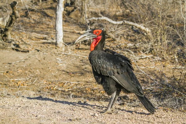 Südlicher Erdhornvogel im Kruger Nationalpark, Südafrika — Stockfoto