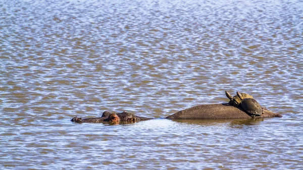 Ippopotamo e tartaruga angolata nel parco nazionale di Kruger, Sout — Foto Stock