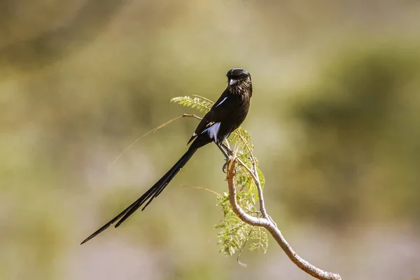 Ekster klauwier in Kruger National park, Zuid-Afrika — Stockfoto