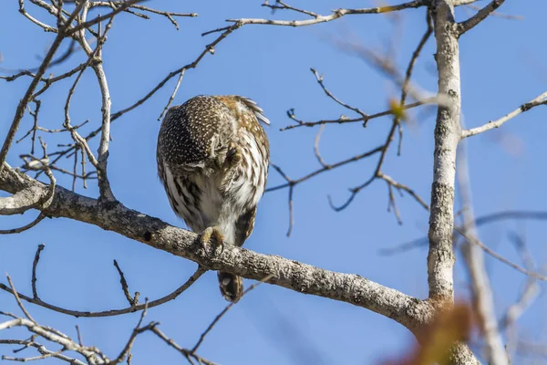 Perlenkauz im Kruger Nationalpark, Südafrika — Stockfoto