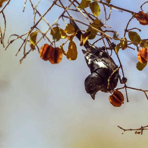 Southern black Tit dans le parc national de Kruger, Afrique du Sud — Photo