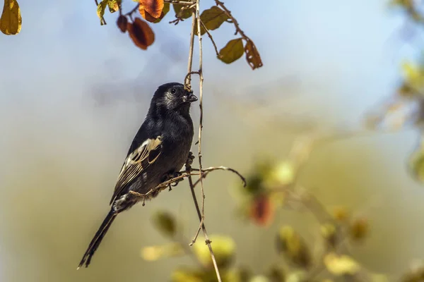 Southern black Tit in Kruger National park, South Africa — Φωτογραφία Αρχείου