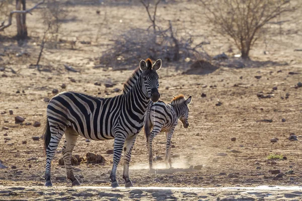 Zebra stepowa w Kruger National park, Afryka Południowa — Zdjęcie stockowe