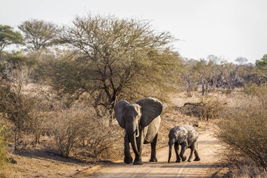 Afrika bush fil Kruger National park, Güney Afrika