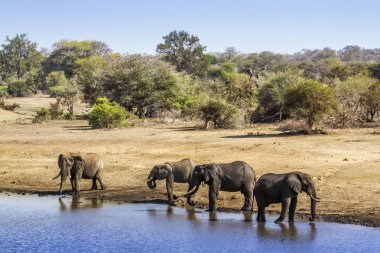 Afrika bush fil Kruger National park, Güney Afrika