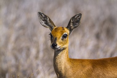 Ortak duiker Kruger National park, Güney Afrika