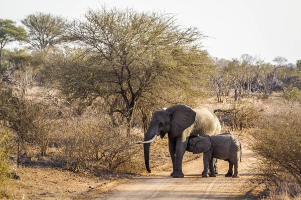 Słoń afrykański leśny w Kruger National park, Afryka Południowa — Zdjęcie stockowe