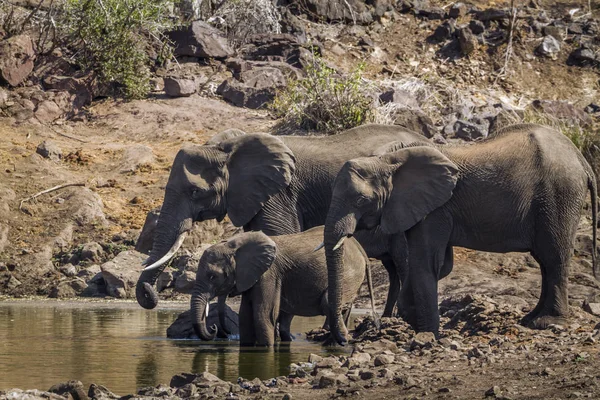 African bush elephant in Kruger National park, South Africa