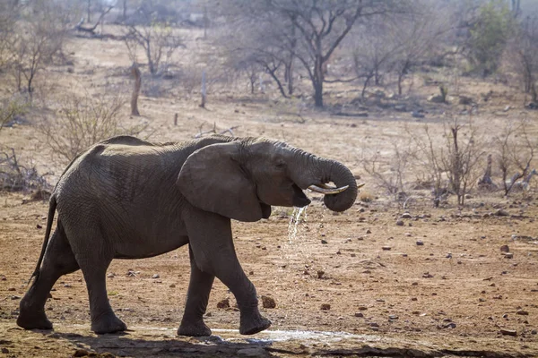 Słoń afrykański leśny w Kruger National park, Afryka Południowa — Zdjęcie stockowe