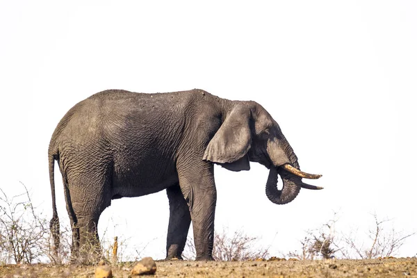 Słoń afrykański leśny w Kruger National park, Afryka Południowa — Zdjęcie stockowe