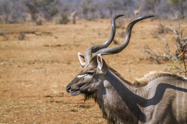Büyük kudu Kruger National park, Güney Afrika