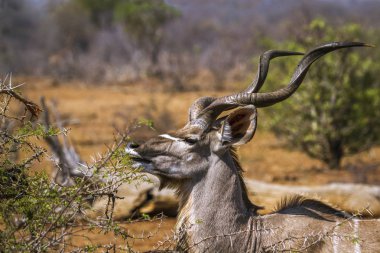 Büyük kudu Kruger National park, Güney Afrika