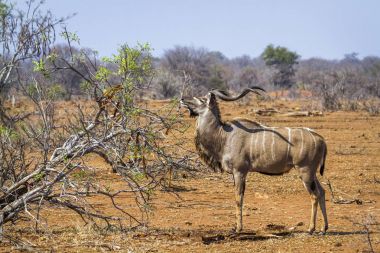 Büyük kudu Kruger National park, Güney Afrika