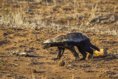 Bal porsuğu Kruger National park, Güney Afrika