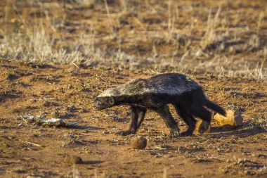 Honey badger in Kruger National park, South Africa clipart