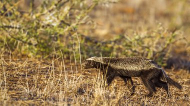 Honey badger in Kruger National park, South Africa clipart
