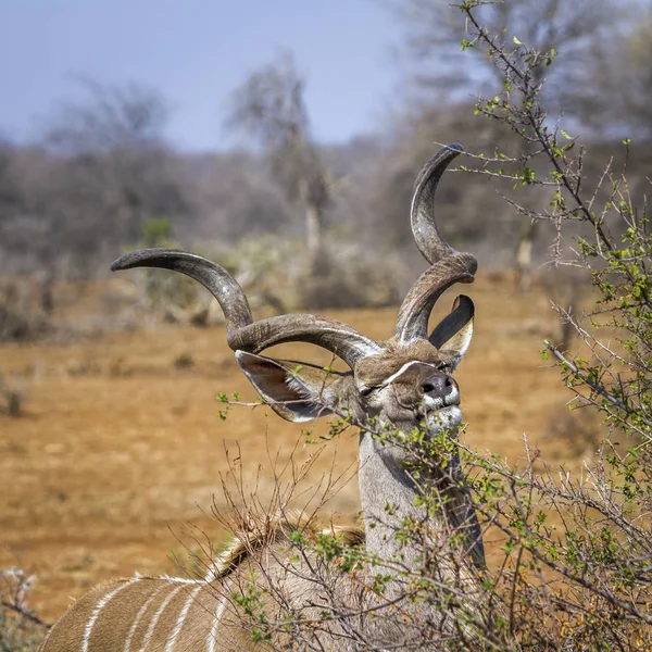 Większe kudu w Kruger National park, Afryka Południowa — Zdjęcie stockowe