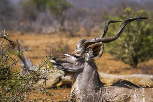 Większe kudu w Kruger National park, Afryka Południowa — Zdjęcie stockowe