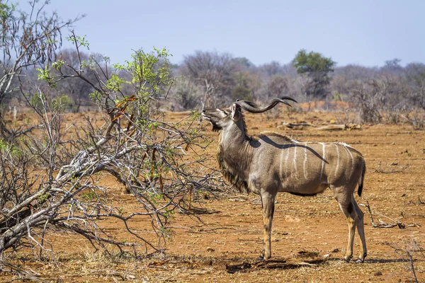 Grote koedoe in Kruger National park, Zuid-Afrika — Stockfoto