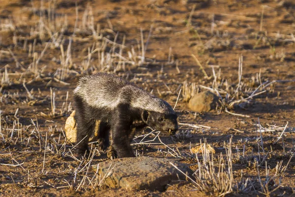 Honey badger w Kruger National park, Afryka Południowa — Zdjęcie stockowe