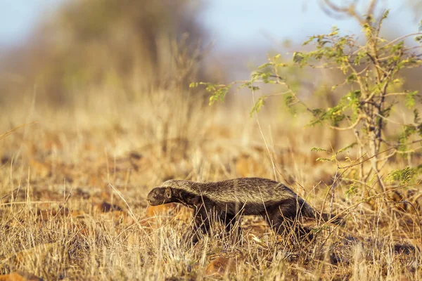 Honey badger di Kruger National Park, Afrika Selatan — Stok Foto