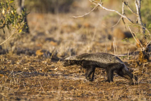 Honey badger di Kruger National Park, Afrika Selatan — Stok Foto