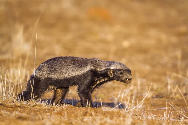 Tejón de miel en el Parque Nacional Kruger, Sudáfrica — Foto de Stock