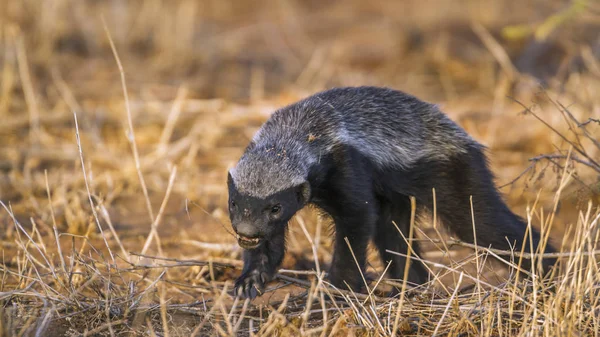 Honey badger di Kruger National Park, Afrika Selatan — Stok Foto