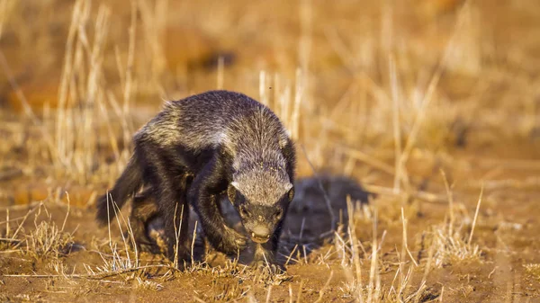 Honey badger di Kruger National Park, Afrika Selatan — Stok Foto