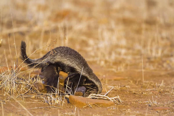 Honey badger in Kruger National park, South Africa — Stock Photo, Image