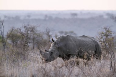 Güney beyaz gergedan Kruger National park, Güney Afrika