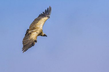 Ak sırtlı akbabası Kruger National park, Güney Afrika