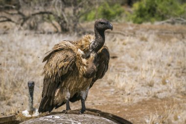 Ak sırtlı akbabası Kruger National park, Güney Afrika
