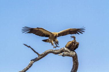 Ak sırtlı akbabası Kruger National park, Güney Afrika