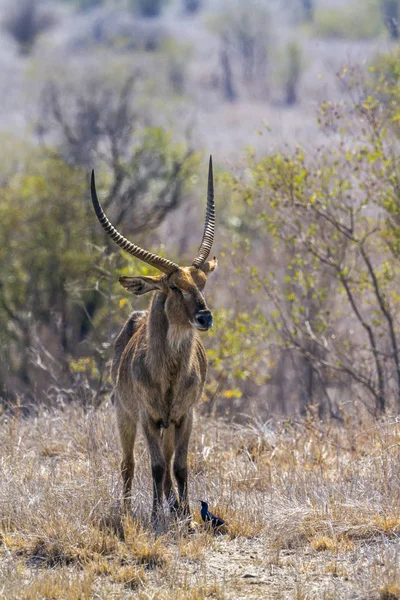 常见的羚羊在南非克鲁格国家公园 — 图库照片