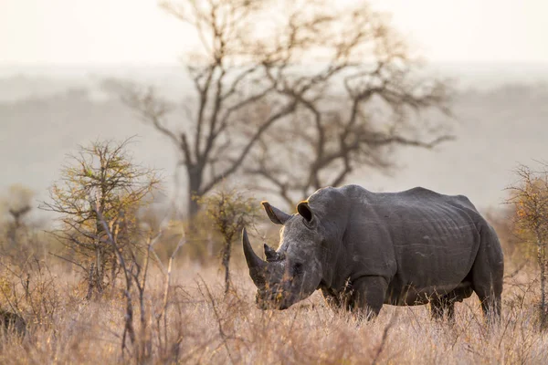 Südliches Breitmaulnashorn im Kruger Nationalpark, Südafrika — Stockfoto