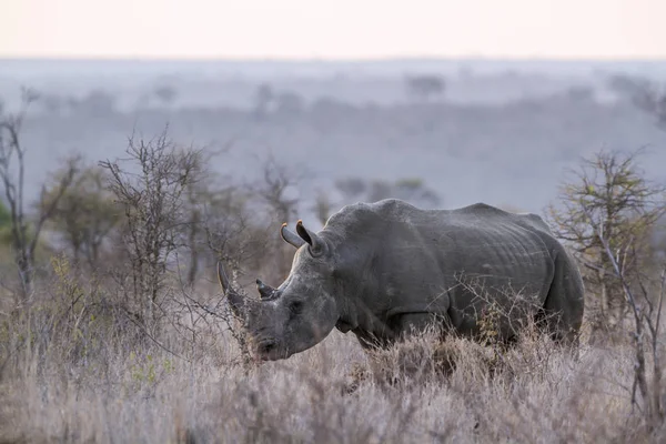 Südliches Breitmaulnashorn im Kruger Nationalpark, Südafrika — Stockfoto