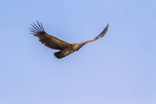 Ak sırtlı akbabası Kruger National park, Güney Afrika — Stok fotoğraf