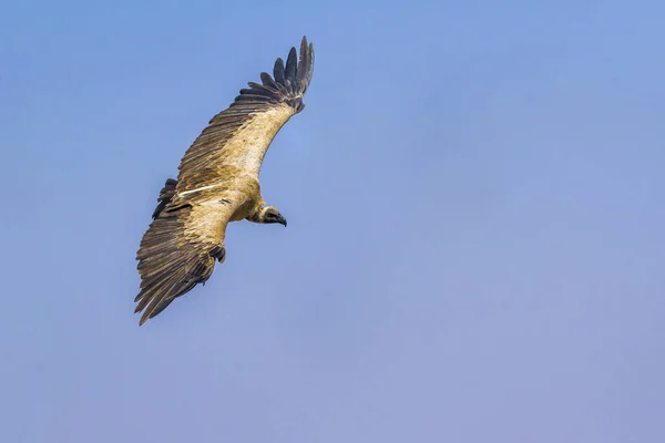Λευκονώτης Vulture στο εθνικό πάρκο Κρούγκερ, Νότια Αφρική — Φωτογραφία Αρχείου