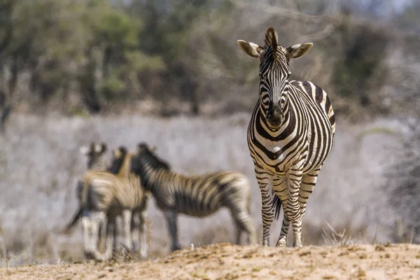 Зебра рівнинах в Національний парк Крюгера, Південно-Африканська Республіка — стокове фото