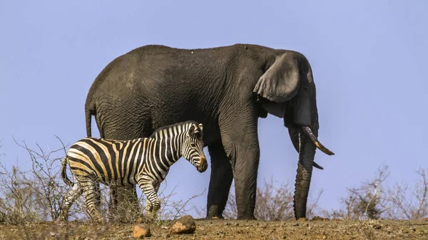 Steppezebra en Afrikaanse bush elephant in Kruger National park, — Stockfoto