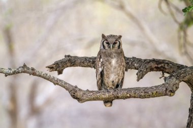Verreaux'ın kartal-baykuş Kruger National park, Güney Afrika