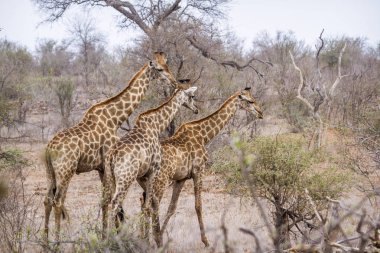 Kruger Ulusal Parkı 'nda zürafa, Güney Afrika
