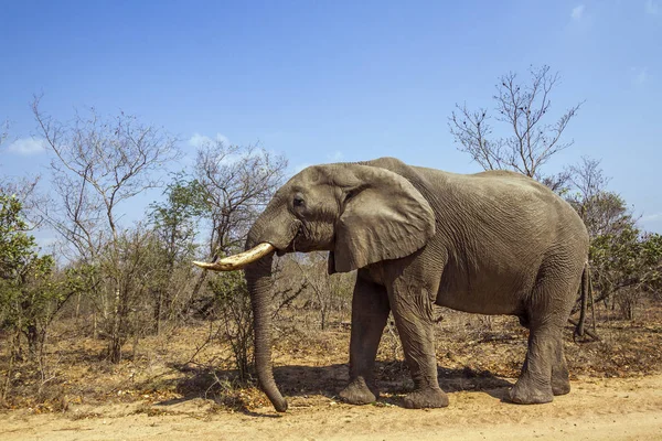 Elefante arbusto africano no Parque Nacional Kruger, África do Sul — Fotografia de Stock