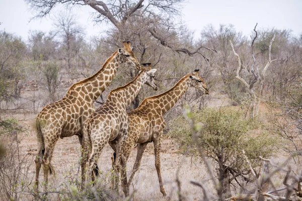 Giraffe im Kruger Nationalpark, Südafrika — Stockfoto