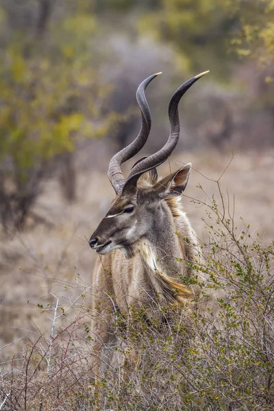 Maior kudu no parque nacional de Kruger, África do Sul — Fotografia de Stock